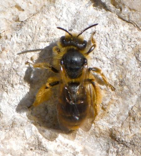 Andrena sp.
